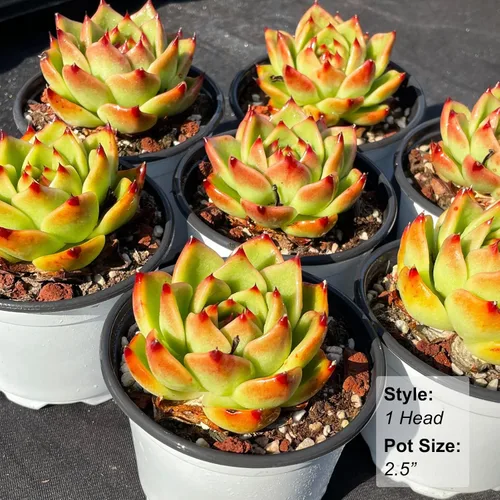 Miniatura 3 de Echeveria Agavoides - Plantas suculentas vivas raras de dragón azul, 1 maceta de cabeza de 2.5 pulgadas, planta viva naranja, excluye maceta