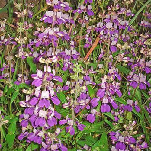 Miniatura 4 de Casas chinas, 100 semillas ollinsia heterophylla, flor delicada única, hermosa flor