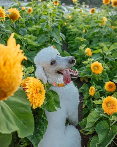 Miniatura 2 de Paquete de 2 collares de primavera para perros pequeños, collar de perro floral de liberación rápida con lazo de flores