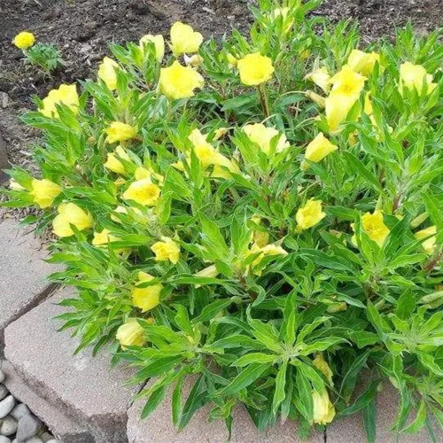 Miniatura 7 de 200 semillas de onagra común enana cubierta de suelo y césped, hermosa flor para maceta, jardín