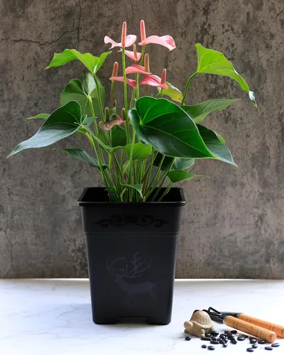Miniatura 3 de Macetas cuadradas de plástico de 0.5 galones para plantas de interior y exterior, paquete de 10 con agujeros de drenaje, macetas de vivero de 5