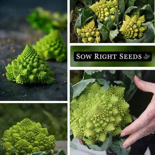 Miniatura 4 de Sow Right Seeds - Semillas de brócoli Romanesco para plantar - Paquete de reliquia sin OMG con instrucciones para plantar un huerto doméstico al