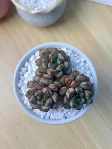 Miniatura 14 de Succulent Plants Live– Easy Care Bare Root Succulents for Indoor Outdoor Decor, Mini Live Plants for Home, Garden, Office, & Gift Ideas