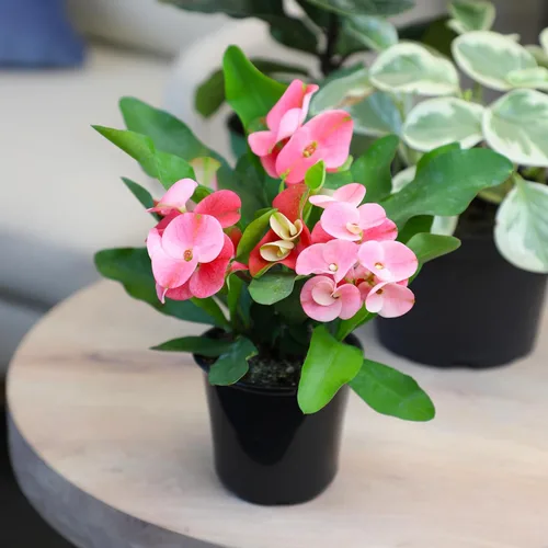 Miniatura 3 de Altman Plants Planta Crown of Thorns (Euphorbia milii) en maceta de 4.25 pulgadas, fácil cuidado de las plantas, planta de interior y suculentas