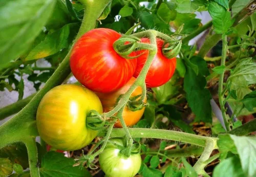 Miniatura 5 de Tigerella Beefsteak Tomate Gigante Determinado Vegetal No GMO para Plantar (50 Semillas)