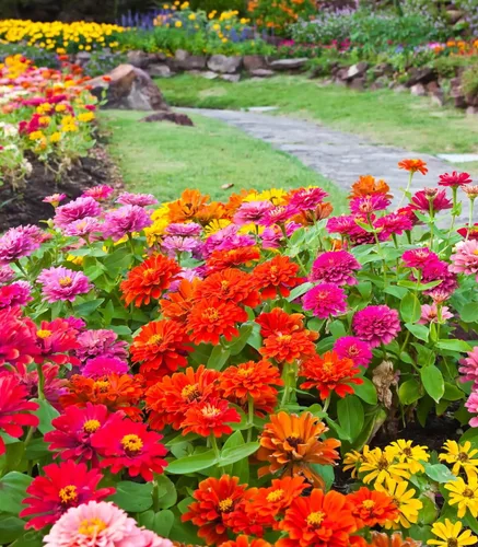 Miniatura 2 de California Giant Zinnia 100+ semillas, hermosos colores brillantes y nítidos