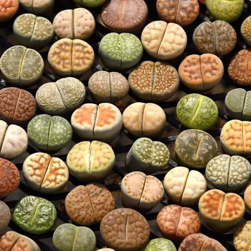 Miniatura 6 de Lithops - Mezcla de 20 plantas vivas, coloridas plantas suculentas Lithops vivas, piedras vivas para plantar en interiores y exteriores