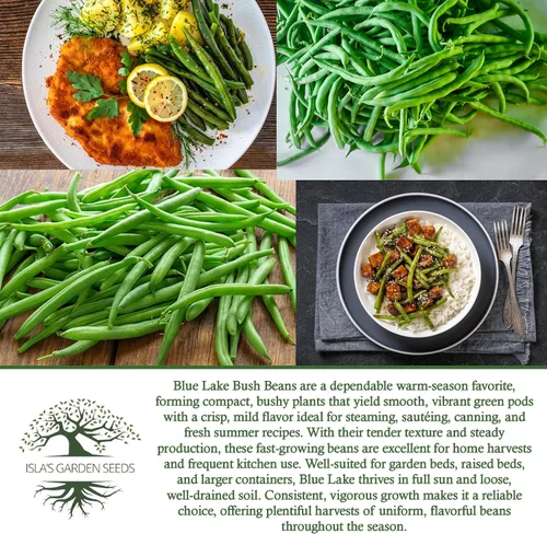 Miniatura 6 de Blue Lake Bush Green Bean Seeds, más de 50 semillas tradicionales por paquete, semillas sin OMG, (semillas de jardín de Isla), nombre botánico