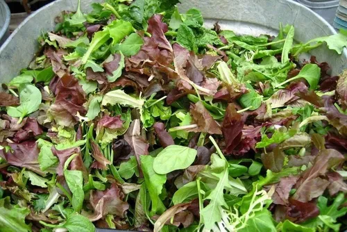 Mezcla de 2000 semillas de lechuga gourmet, muchas variedades, sin OMG, semillas siempre frescas, siembra de semillas para huerto doméstico