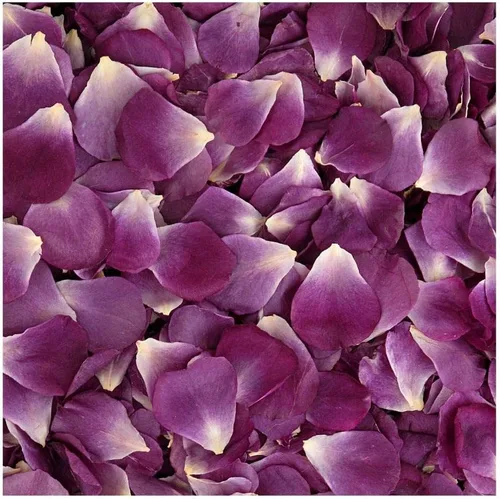 Pétalos de rosa liofilizados conservados de color morado apasionado ultra violeta - Venta en 15 tazas. Fabricado en los Estados Unidos. Sin