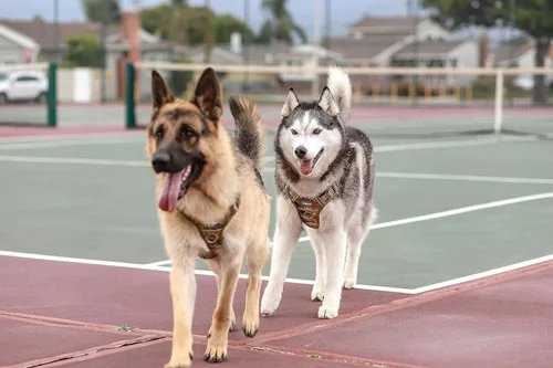Miniatura 9 de Auroth Arnés táctico para perros grandes, antitirones, ajustable, reflectante, K9, chaleco de entrenamiento para mascotas, arnés de servicio Negro