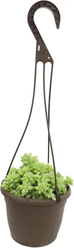 Plants for Pets - Sedum Burrito de 6", plantas suculentas cola de burro, plantas suculentas Sedum vivas, plantas suculentas para el hogar, plantas