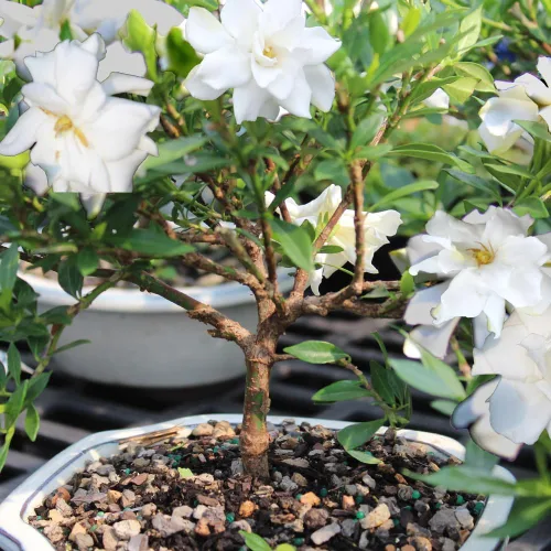 Miniatura 5 de Brussel”s Bonsai - Árbol bonsai de Gardenia viva para exteriores