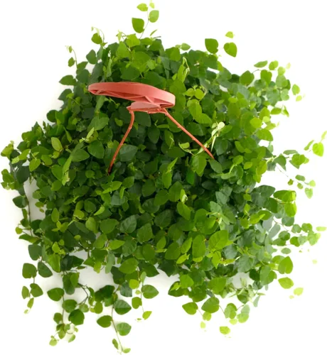 Miniatura 3 de Shop Succulents Ficus Repens - Higo rastrero, planta de interior viva, planta de interior de bajo mantenimiento, ideal para decoración del hogar