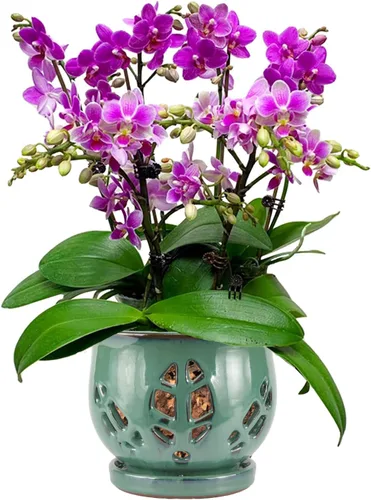 Miniatura 8 de W&W Maceta de orquídeas con agujeros y platillo para trasplantar, azul, 6.5 pulgadas
