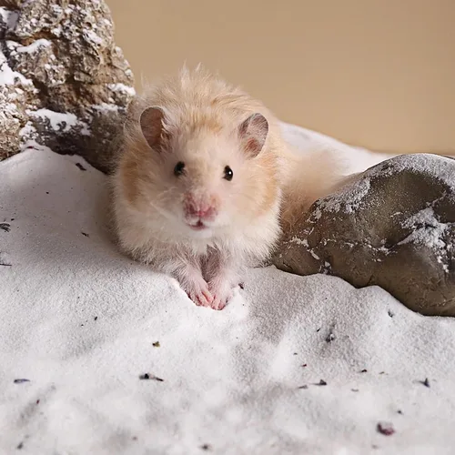 Miniatura 7 de DR.DUDU Arena de baño para hámster, 6.6 libras, libre de polvo, arena del desierto o arena para orinal para hámster, chinchillas, jerbo, hámsters
