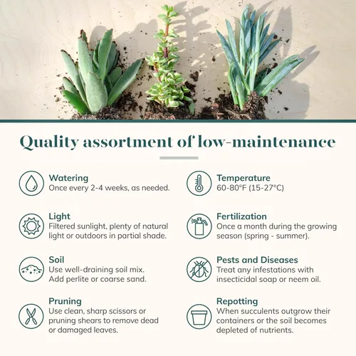 Miniatura 7 de Shop Succulents Colección surtida Surtido variado de plantas suculentas reales de interior, totalmente arraigadas, paquete de 20 unidades B