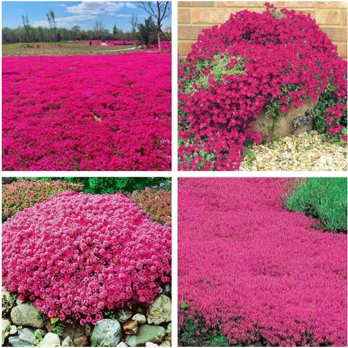 Semillas de tomillo rastrero rojo para plantar más de 20000 semillas de flores perennes sin OMG, cubierta de suelo, fácil de cultivar