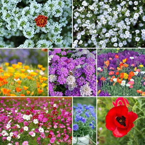 Miniatura 26 de Eden Brothers Singin the Blues - Semillas mixtas de flores silvestres para plantar, 1/4 libras, más de 120,000 semillas con lino azul, altramuces