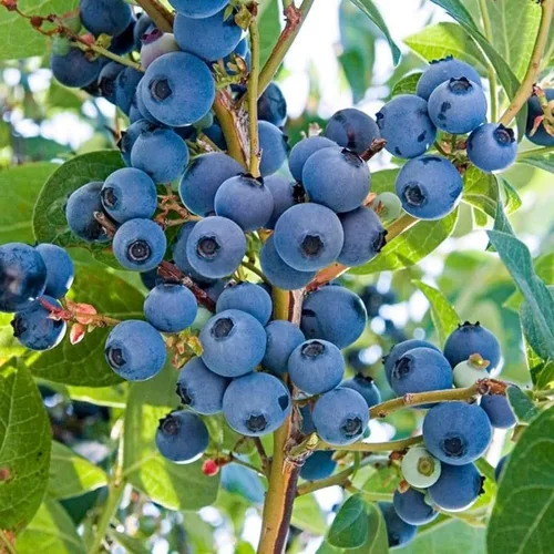 Miniatura 4 de Más de 1500 semillas de árboles frutales para plantar, 400 fresas, 200 arándanos, 300, frambuesa, 300, morera, 200, arándano, 20 cereza, 6 paquetes