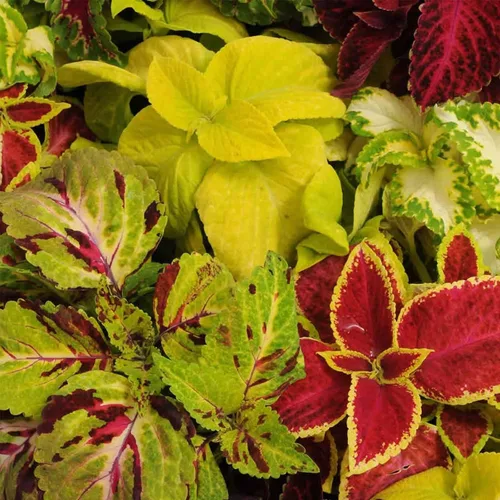 Rainbow Mix Coleus Seeds 500 mg - Follaje colorido amante de la sombra para interiores y exteriores - reliquia, sin OMG, fácil de cultivar, ideal