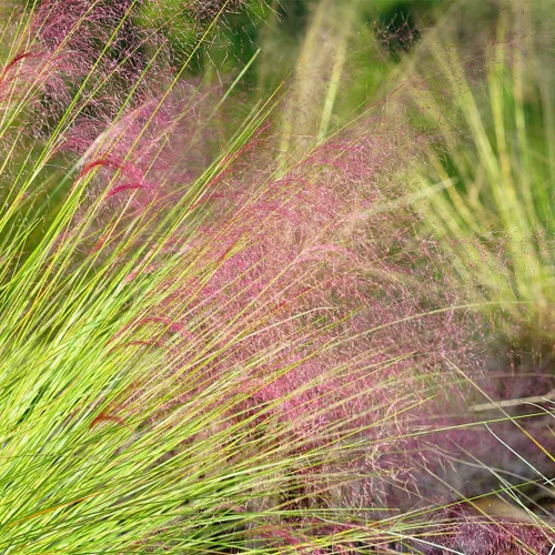 Miniatura 5 de American Plant Exchange Planta de hierba Muhly rosa – Maceta de 6 pulgadas – Hierba ornamental viva con elegantes plumas de floración, impresionante