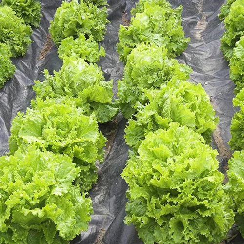 Miniatura 7 de Semillas de interior lechuga verde herencia vegetal para plantar semillas sin OMG 1000