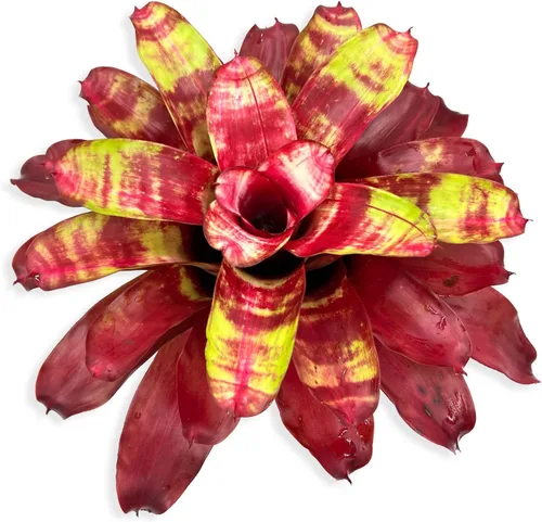 Miniatura 13 de ragnaroc Plantas Vivas – Bromelia Neoregelia Dragon, 8-12" en Maceta de 6" - 1ct - Llegada Viva Garantizada - Plantas de Casa para Decoración