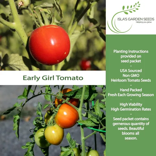 Miniatura 2 de Semillas de tomate Early Girl para plantar, más de 25 semillas por paquete, semillas de jardín de Isla (semillas de jardín de Isla), semillas sin