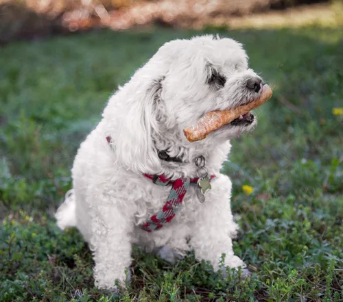 Miniatura 8 de Lucky Premium Treats Golosinas envueltas en pollo para perros, Bull Stick, piel cruda hecha en Estados Unidos para perros extra grandes, golosinas