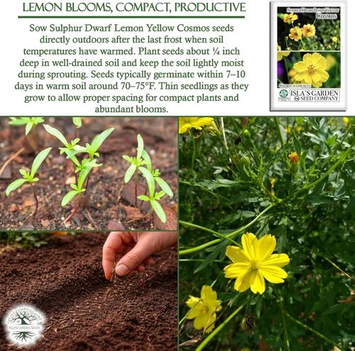 Miniatura 5 de Semillas de flores de cosmos enano de azufre "amarillo limón" para plantar, más de 100 semillas de reliquia por paquete, semillas sin OMG