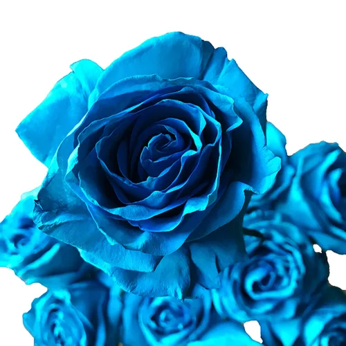 Miniatura 8 de Rosas arcoíris recién cortadas de Flower Explosion