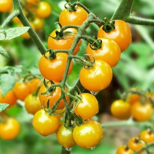 Miniatura 4 de Semillas de tomate cereza orgánica Sun Gold más de 50 semillas