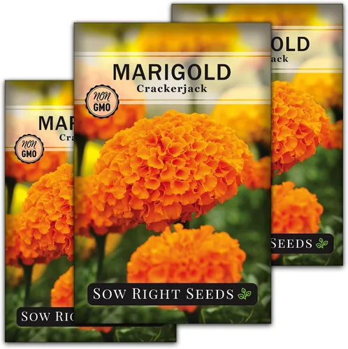 Sow Right Seeds - Semillas de caléndula Crackerjack para plantar al aire libre - Flores de caléndula africana de alto rendimiento - Caléndulas de