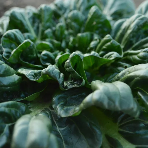Miniatura 3 de Tatsoi Mostaza – 500 semillas – Variedad de reliquia y polinizada abierta, semillas de vegetales sin OMG para plantar, cultiva tus propias verduras