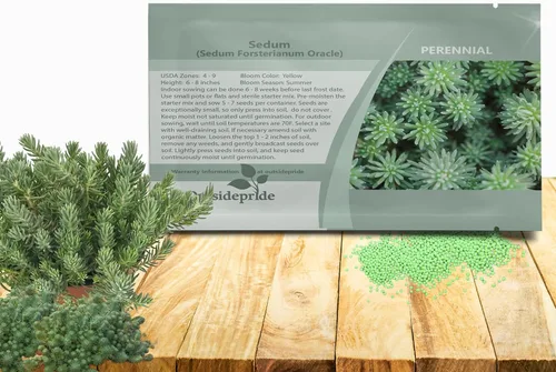 Outsidepride Oracle Sedum Seeds - 100 semillas perennes de cobertura del suelo para plantar, plantas suculentas resistentes al frío y tolerantes al