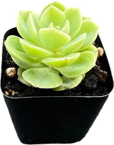 Suculenta rara Echeveria 'Honey Melon' de 2", plantas suculentas vivas completamente enraizadas en macetas de cultivo, para recuerdo de boda,