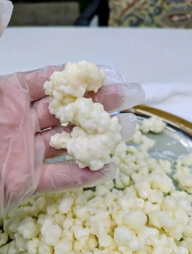Miniatura 5 de POSEYMOM Granos de kéfir de leche Cultivo iniciador de bebidas saludables privobióticas fermentadas de bricolaje 1 cucharada colmada de granos
