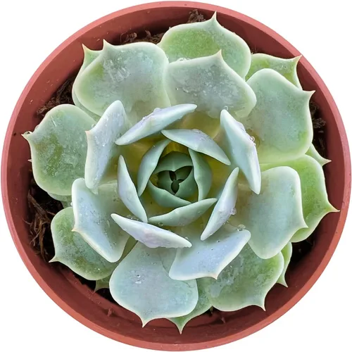 Miniatura 12 de Sprout N Green Echeveria agavoides 'Lipstick', suculenta viva totalmente arraigada en maceta de inicio de 4 pulgadas, planta de casa para interiores