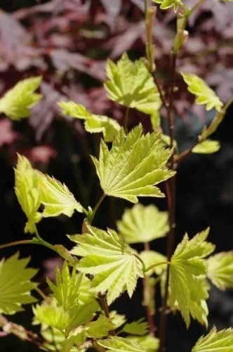 Miniatura 3 de Garden Glory Luna Llena Arce Japonés Árbol de 3 años