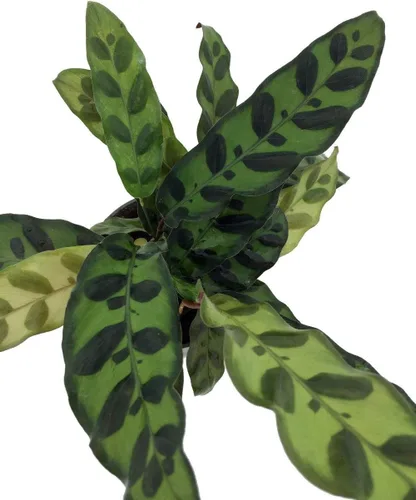 Miniatura 2 de Planta de serpiente de cascabel - Calathea - Maceta de 4
