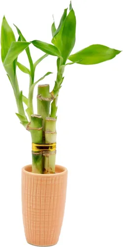 Arreglo de bambú de la suerte de 3 tallos en mini jarrón de cerámica de color, cerámica colorida, plantas de interior, Feng Shui, planta de la