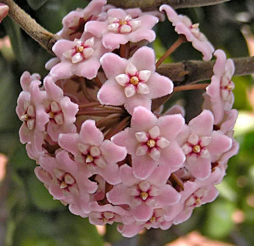 Miniatura 3 de Planta de cuerda hindú india - Hoya - Exótica/Fácil - Maceta de 4