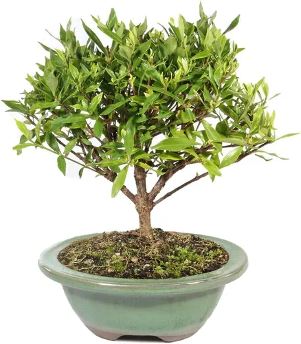 Brussel”s Bonsai - Árbol bonsai de Gardenia viva para exteriores