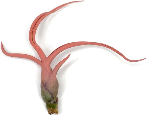 Miniatura 7 de Planta de aire Bulbosa, planta de aire vivo de Guatemala Tillandsia, llegada saludable garantizada, gran planta de interior, decoración del hogar