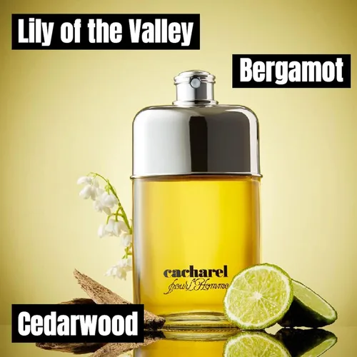 Miniatura 3 de Cacharel Pour L'Homme Eau de Toilette Colonia para hombre, fragancia amaderada, picante y floral, notas de bergamota, acuerdo de lirio del valle