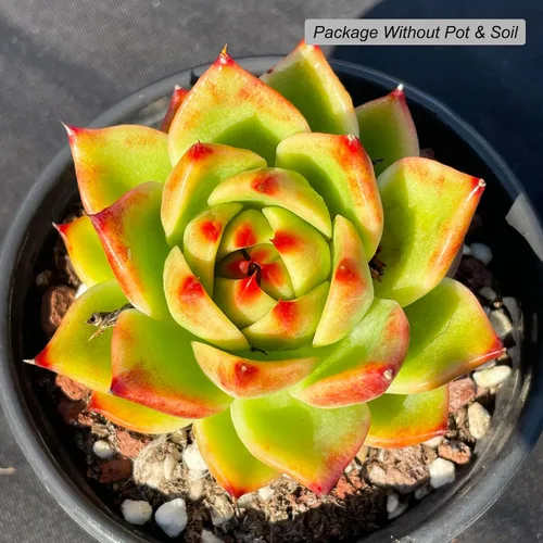 Miniatura 2 de Echeveria Agavoides - Plantas suculentas vivas raras de dragón azul, 1 maceta de cabeza de 2.5 pulgadas, planta viva naranja, excluye maceta