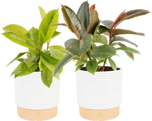 Miniatura 12 de Costa Farms Planta de goma burdeos, árbol ficus elastica vivo para interiores en maceta de vivero, mezcla de tierra para maceta, regalo para Maceta