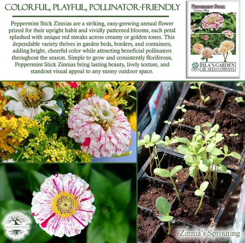Miniatura 5 de Semillas de zinnia "Peppermint Stick" para plantar, más de 100 semillas de flores por paquete, semillas de jardín de Isla