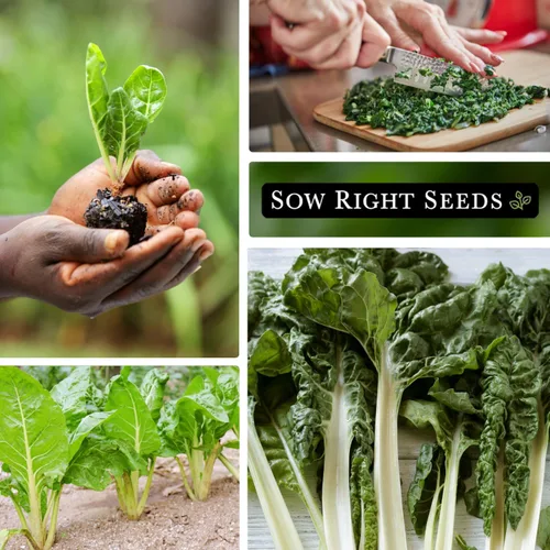 Miniatura 4 de Sow Right Seeds - Semilla de acelga Fordhook para plantar - Paquete de reliquia sin OMG con instrucciones para plantar y cultivar un huerto